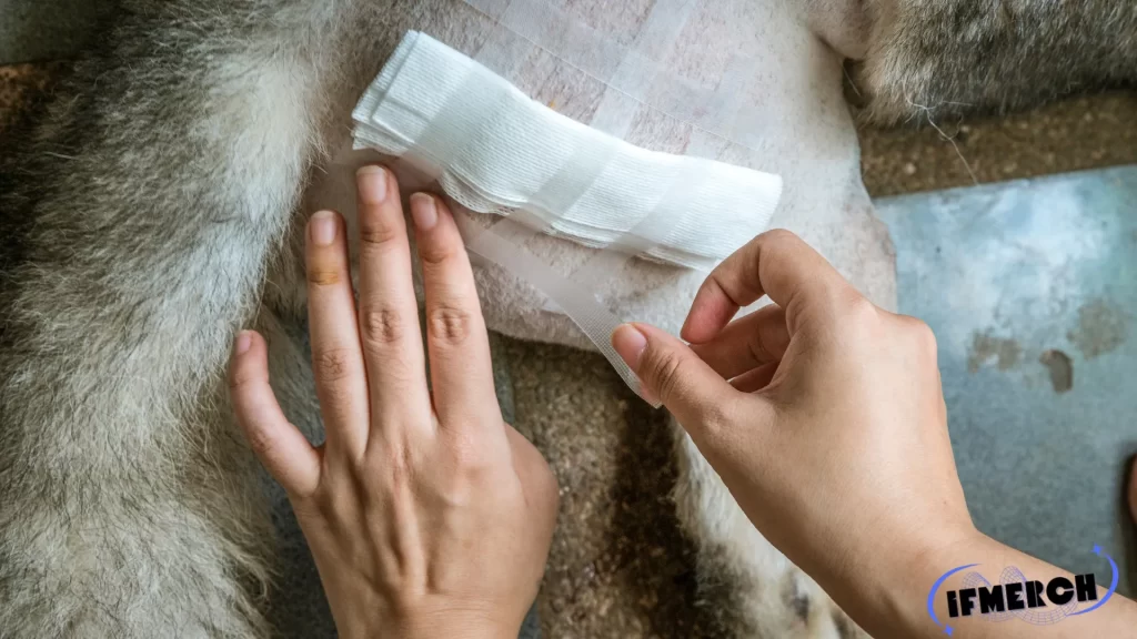 The image shows someone applying a bandage to a dog’s side, suggesting wound care. This scenario prompts the question, "Can you put Neosporin on a dog?" as pet owners consider whether human wound ointments are safe and effective for treating minor injuries on their dogs.