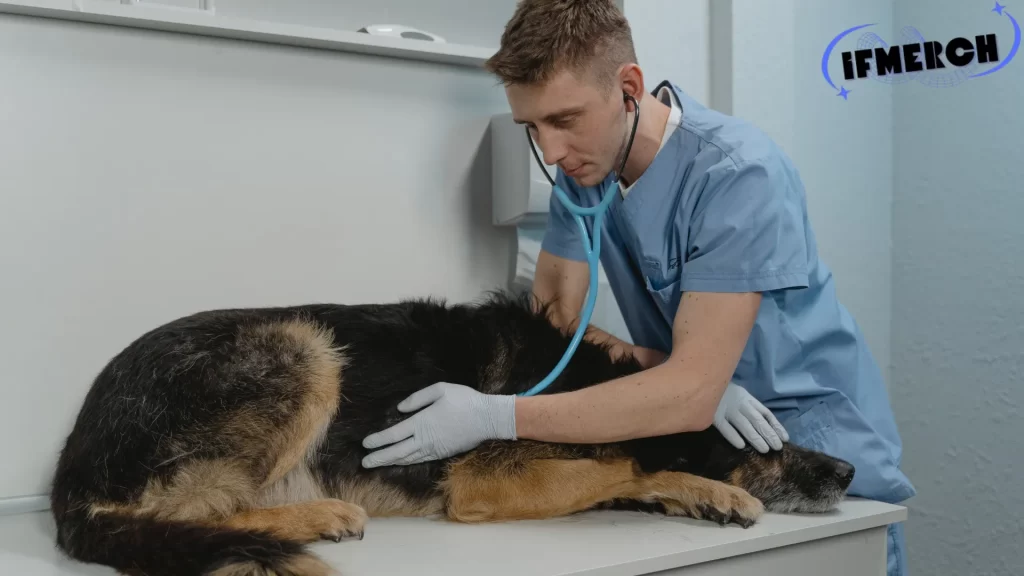 The image shows a veterinarian examining a large dog with a stethoscope, indicating a medical checkup. This scenario brings attention to the question, "Can you put Neosporin on a dog?" as pet owners often seek professional advice for using human ointments on their pets' wounds and ensuring proper care.