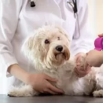 The image shows a small white dog being treated by two veterinarians, with one applying a pink bandage to the dog's paw. This setting emphasizes the question, "Can you put Neosporin on a dog?" as pet owners consider using over-the-counter ointments for wound care under professional guidance.